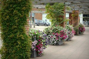 Cranleigh in Bloom continues to flourish 