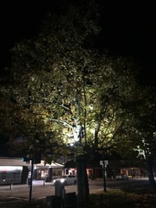 Lighting up Cranleigh for Christmas